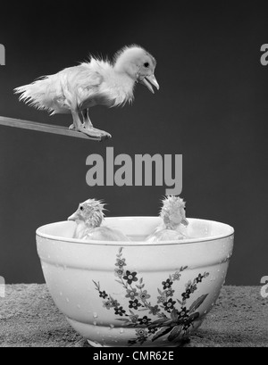 1950ER JAHREN ENTLEIN AUF TAUCHEN BRETT NACH UNTEN ZU ZWEI ANDEREN ENTENKÜKEN IN TIEFEN SCHÜSSEL MIT WASSER GEFÜLLT Stockfoto