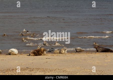 Atlantik oder graue Dichtungen (Halichoerus Grypus). Gruppe am Horsey Beach, North Norfolk. Februar. Stockfoto