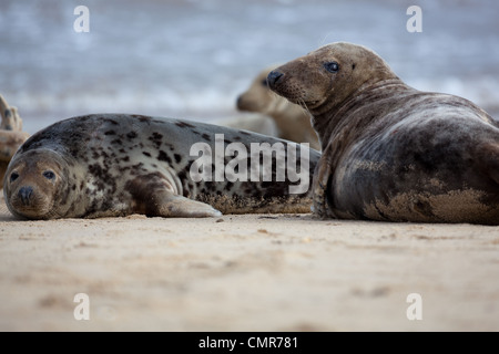 Atlantik oder graue Dichtungen (Halichoerus Grypus). Kuh rechts links und jungen Bull. Pferdchen Beach, North Norfolk. Februar. Stockfoto