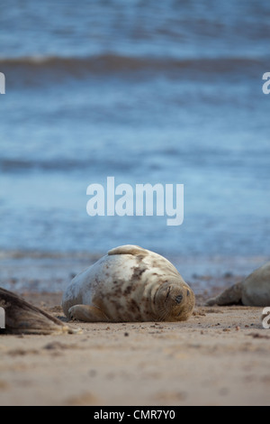 Atlantik oder Grey Seal (Halichoerus Grypus). Weiblich, schlafen auf der linken Flanke am Strand liegen. Waxham, Norfolk. Stockfoto