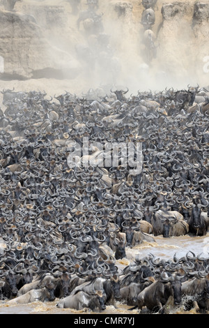 GNU-Herde über den Mara-Fluss in der Serengeti. Stockfoto