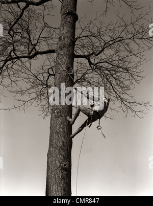 1940ER JAHREN SAH MAN ARBEITER BAUMPFLEGER KLETTERN ELM BAUMSTAMM MIT TRIM BESCHNEIDEN BESCHNEIDEN GLIEDER VERZWEIGT Stockfoto