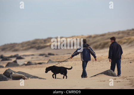 Hund Spaziergänger, zu nah für den Komfort der jungen grau Seal Pup (Halichoerus Grypus), an einem Strand in Norfolk geboren. Stockfoto