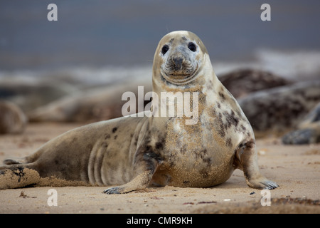 Atlantik oder Grey Seal (Halichoerus Grypus). Junge Kuh oder weiblich. Alarmiert. Pferdchen Beach, North Norfolk. Februar. Stockfoto