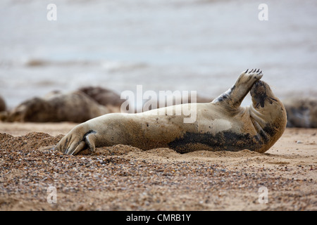 Atlantik oder Kegelrobbe (Halichoerus grypus). Kuh oder weiblich. Liegend auf Flanke und kratzen Kinn. Selbst pflegen. Stockfoto