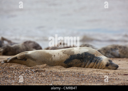 Atlantik oder Grey Seal (Halichoerus Grypus). Kuh oder weiblich. Auf der Flanke liegen. Stockfoto