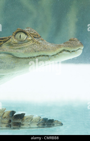 Brillentragende Kaiman (Caiman Crocodilus). "Spektakel Brücke" Augen geben der beliebten Artname, zwischen gesehen werden. Unter Wasser Stockfoto