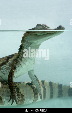 Brillentragende Kaiman (Caiman Crocodilus). Richtung auf der Wasserlinie. Augen und Nasenlöcher nur über der Oberfläche zu zeigen. Stockfoto