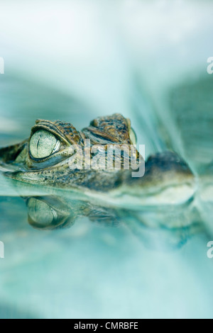 Brillentragende Kaiman (Caiman Crocodilus). "Spektakel Brücke" Augen geben der beliebten Artname, zwischen gesehen werden. Stockfoto