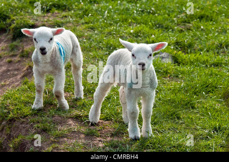 Zwei Lämmer direkt auf die Kamera - Frühling in die Brecon Beacons Wales Stockfoto