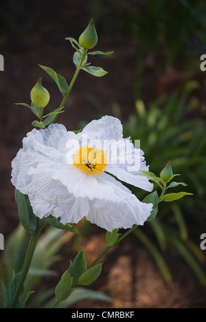 Matilija Mohnblume (Romneya Coulteri) Mendocino Küste von Kalifornien. Stockfoto