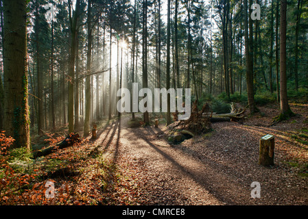 Sonne scheint auf Weg im Wald am Morgen durch den Nebel Stockfoto