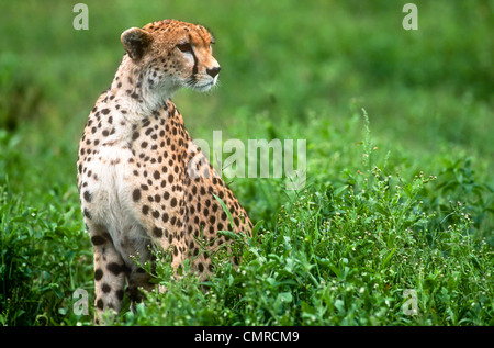 Gepard, Acinonyx Jubatus, Serengeti Nationalpark, Tansania Stockfoto