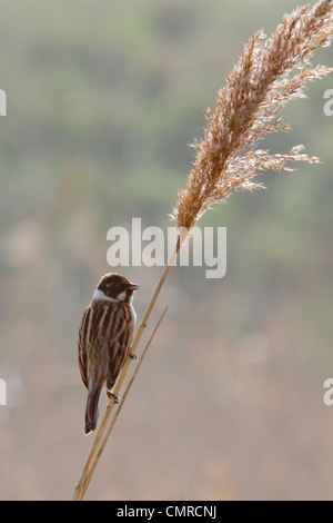 Rohrammer (Emberiza schoeniclus) auf Reed Stammzellen Stockfoto