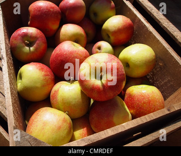 Knackige, frische Äpfel vom Bauernhof in einer Holzkiste in der Sonne. Stockfoto