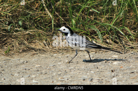 Kleine schwarze und weiße Bachstelze, die zu Fuß auf dem Boden neben dem Rasen Stockfoto