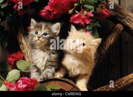 1980 s zwei Kätzchen klettern in Wagon Wheel inmitten wild rote Rosen Stockfoto