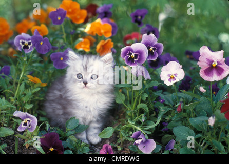 IM SCHATTEN DER 1990ER JAHRE SILBERNE PERSER KÄTZCHEN IM GARTEN MIT STIEFMÜTTERCHEN Stockfoto