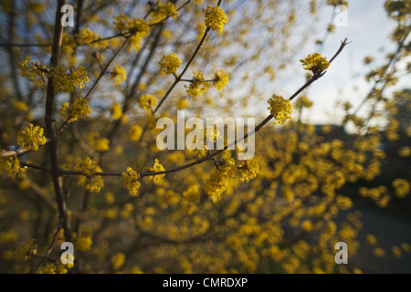 Karneol-Kirsche, Kornelkirsche Kirschbaum, Europäische Kornelkirsche Cornus Mas Kornelkirsche (Cornus Mas), Cornel Kirsche, Natur, Stockfoto