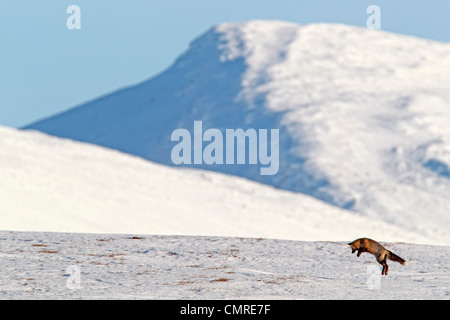 Ein Kreuz Fuchs springt in die Luft jagen Mäuse, Dempster Highway, Yukon, Kanada Stockfoto