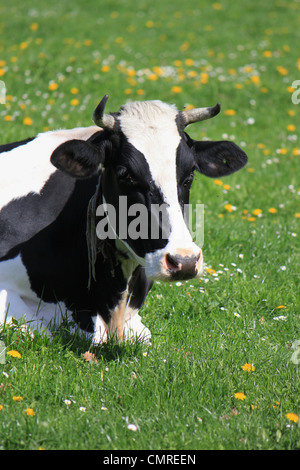 Porträt einer schwarzen und weißen berühmte Kuh im Kanton Freiburg, Schweiz, ruht auf einer Wiese grüne Gras und Blumen liegen Stockfoto