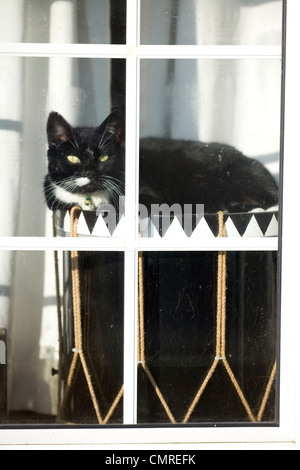 Hauskatze alleinstehende Erwachsene Ruhe Fenster im Wintersonne UK Stockfoto