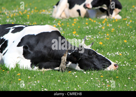 Schwarz / weiß berühmte Kuh im Kanton Freiburg, Schweiz, ruht auf einer Wiese grüne Gras und Blumen liegen Stockfoto