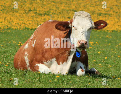 Braune und weiße berühmte Holstein Kuh im Kanton Freiburg, Schweiz, ruht auf einer Wiese grüne Gras und Blumen liegen Stockfoto