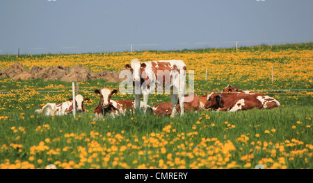 Kuh im Löwenzahn Wiese liegend Stockfoto, Bild: 51613244 - Alamy