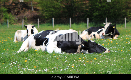 Schwarz / weiß berühmte Kuh im Kanton Freiburg, Schweiz, ruht auf einer Wiese grüne Gras und Blumen liegen Stockfoto