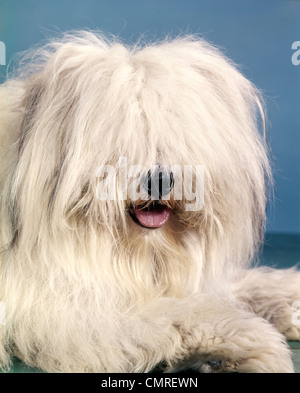 1960ER JAHRE PORTRAIT ENGLISH SHEEPDOG MIT LANGEN ZOTTELIGEN HAAREN SEINE AUGEN BEDECKEN Stockfoto