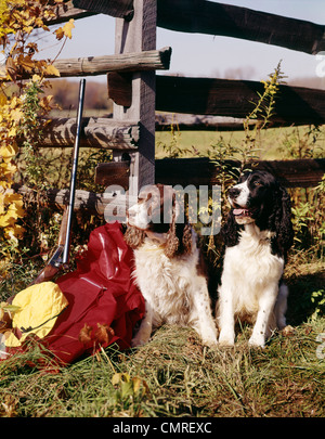 1960ER JAHRE ZWEI SPRINGER SPANIEL-JAGD-HUNDE ZAUN HERBST JAGD AUSRÜSTUNG SCHROTFLINTE Stockfoto