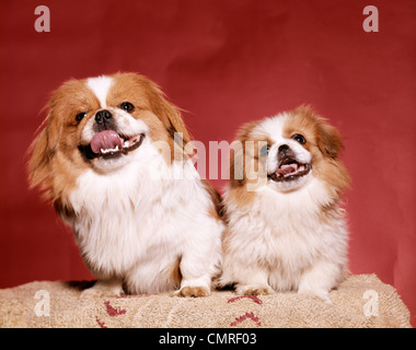 1970ER JAHREN ZWEI PEKINESE HUNDE BRAUN UND WEIß GROßE KLEINE SCHIEFE ZUNGEN, NIEDLICHEN BLICK IN DIE KAMERA Stockfoto