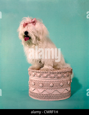 1970ER JAHREN WEIß SHAGGY DOG PINK BOW & ROSA ZUNGE AUF EINEM OTTOMAN HOCKER SITZEND MIT SPITZE ZACKENLITZE VERZIERT Stockfoto