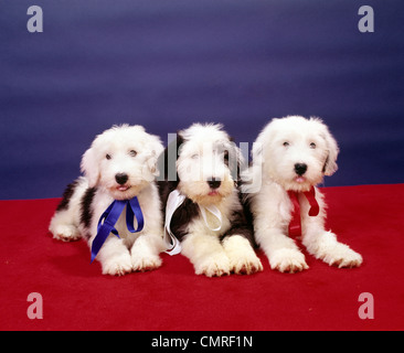 DER 1980ER JAHRE DREI ALTE ENGLISCHE SCHÄFERHUND WELPEN ZUSAMMEN LIEGEND BLICK IN DIE KAMERA Stockfoto