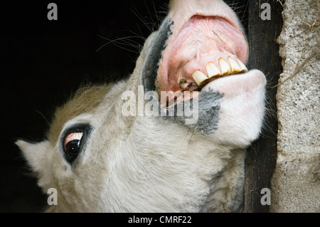 Eine kleine weiße Welsh Mountain pony Stockfoto