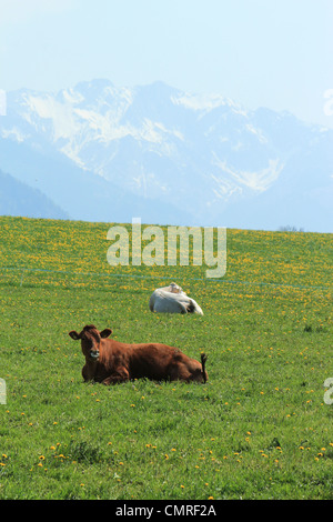 Braune und weiße Kühe ruhen auf einer Wiese vor den Alpen, Schweiz Stockfoto