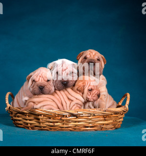 1990ER JAHRE VIER CHINESISCHEN SHAR PEI WELPEN IM KORB Stockfoto