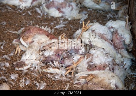 Verstorbenen Hühner, Geflügelfarm. Stockfoto