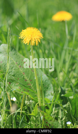 Junge gelbe Löwenzahn in dem grünen Rasen Stockfoto