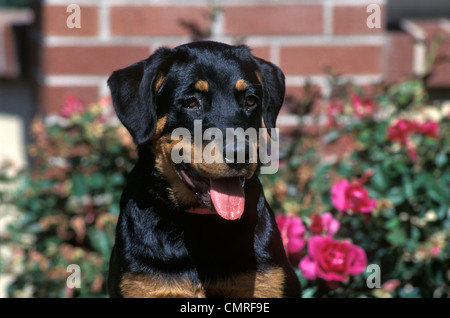 1990ER JAHRE PORTRAIT DER ROTTWEILER WELPEN HUND Stockfoto