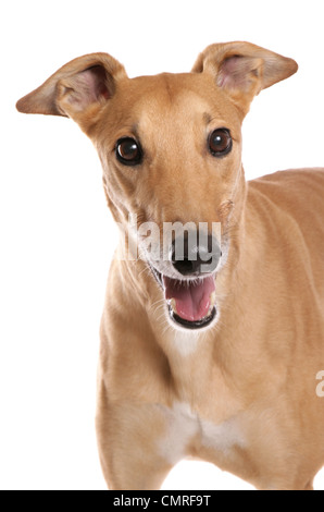 Greyhound einzigen Erwachsenen Porträt in einem Studio UK Stockfoto