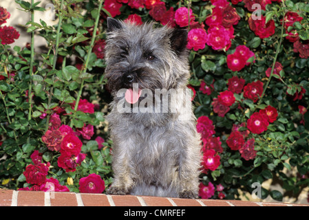 1990ER JAHREN CAIRN TERRIER HUND AUF ZIEGEL FELSVORSPRUNG STEHEND Stockfoto