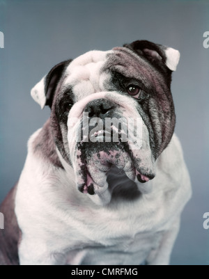 1960ER JAHREN TRAURIG AUSSEHENDE BRAUNE UND WEIßE ENGLISCH STIER HUND Stockfoto