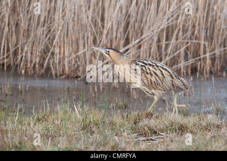 Rohrdommel, Botaurus Stellaris heimlich voran gefrorenes Wasser, Rye, Sussex, England, UK Stockfoto