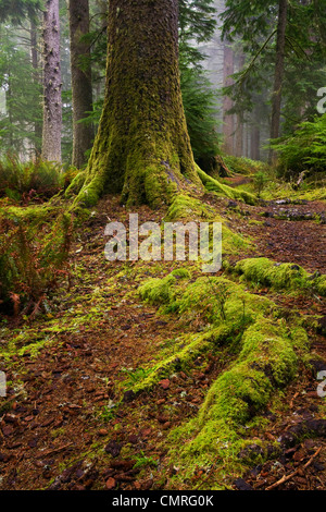 Ein Sitka Fichte (Picea Sitchensis) alten Waldbestands am Cape Perpetua State Park entlang der Küste von Oregon. Fallen. USA Stockfoto