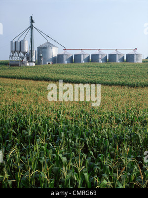 1970ER JAHREN MAISFELD MIT METALL-LAGERUNG-BEHÄLTER-SILOS AM HORIZONT Stockfoto