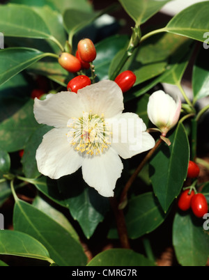 1980er Jahren enge UP von A giftige weiße CHRISTROSE oder schwarze NIESWURZ Helleborus Niger Blüte und Samen Stockfoto