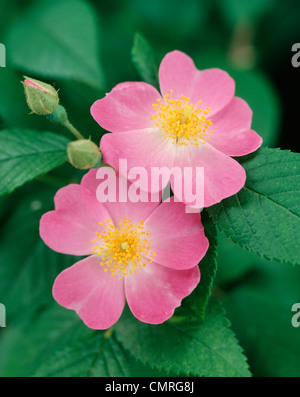 1980ER JAHRE NAHAUFNAHME DETAIL VON ROSA WILD ROSE BLOOM Stockfoto