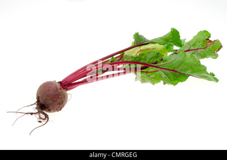 Frische rote Beete grub nur aus dem Garten - Studio gedreht mit weißem Hintergrund Stockfoto